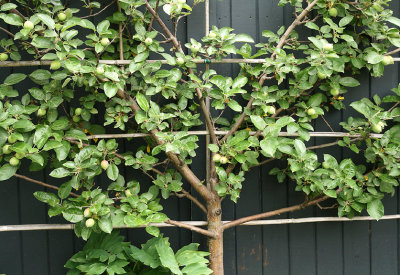 Espalier apple.