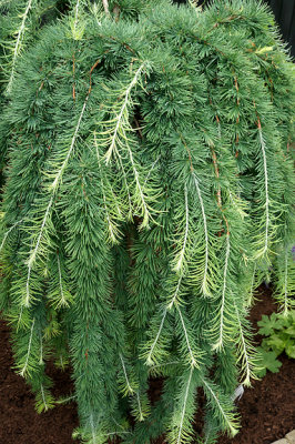 European weeping larch.