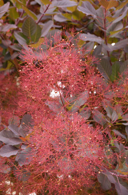 Royal purple smoke bush.