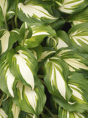 Fire and ice hosta.