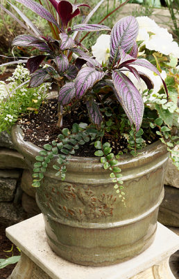 Planter with purple Persian Shield.