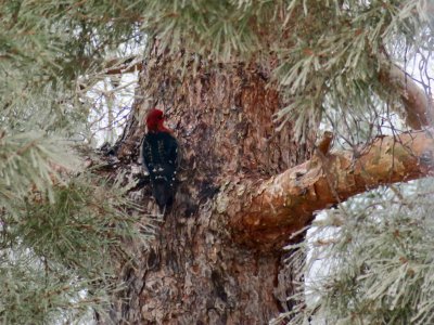 Red-breasted Sapsucker