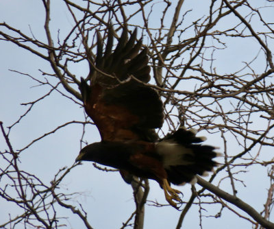 Harris's Hawk