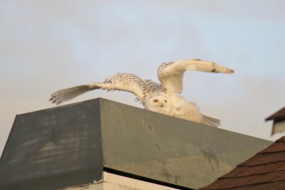 Snowy Owl