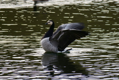 Barnacle Goose