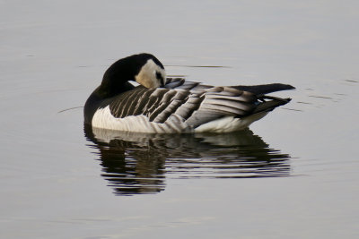 Barnacle Goose