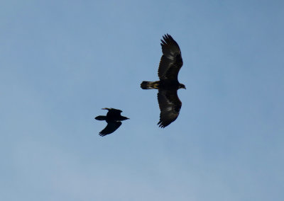Common Raven & Golden Eagle
