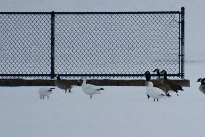 Ross's Geese