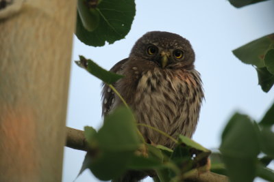 Northern Pygmy-Owl