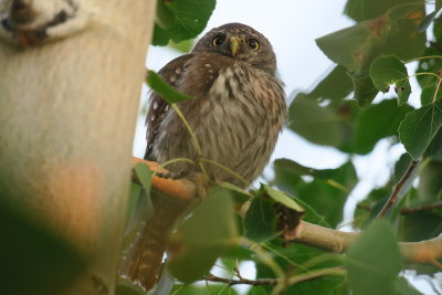 Northern Pygmy-Owl