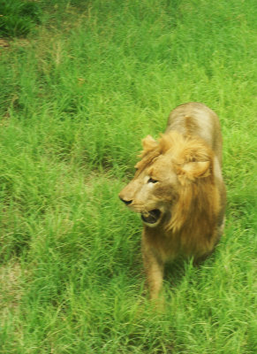 Lion in small zoo