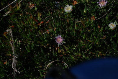 DSC_0228.JPG
