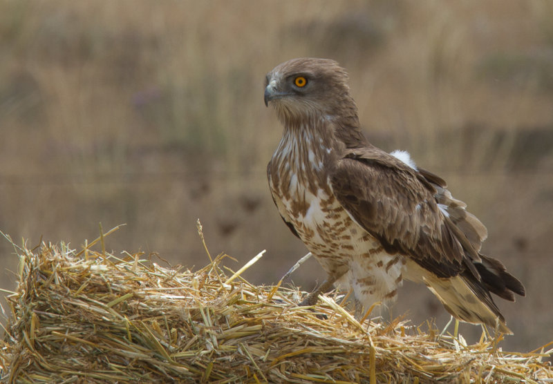 ormrn - Short-toed Eagle (Circaetus gallicus)