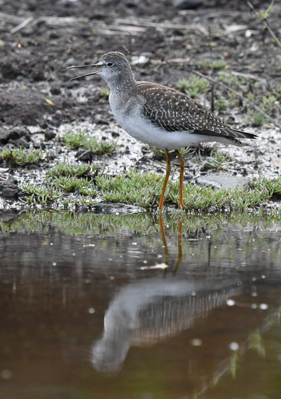 mindre gulbena - Lesser Yellowlegs (Tringa flavipes)