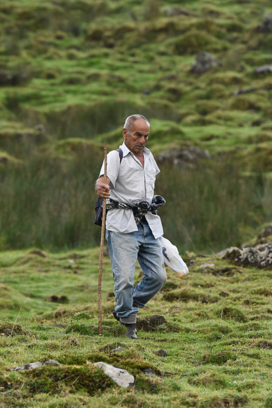 Checking his cows