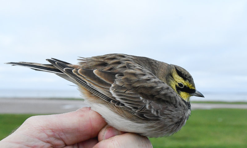 berglrka - Horned Lark (Eremophila alpestris)