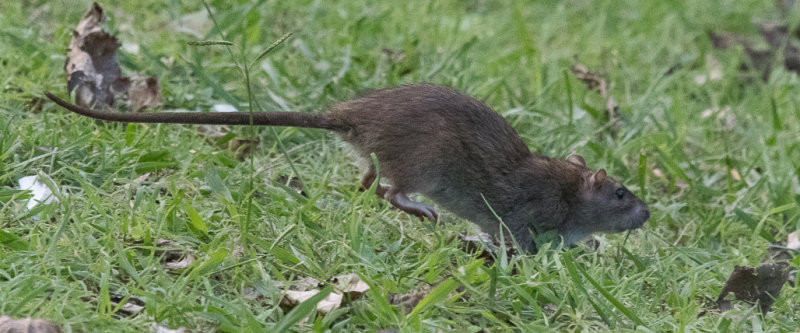 brunrtta - Brown Rat (Rattus norvegicus)