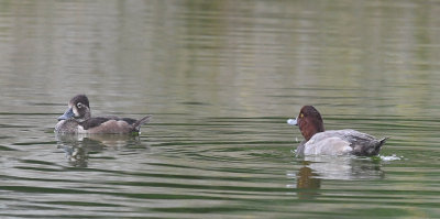 ringand - Ring-necked Duck (Aythya collaris)and amerikansk brunand - Redhead (Aythya americana)