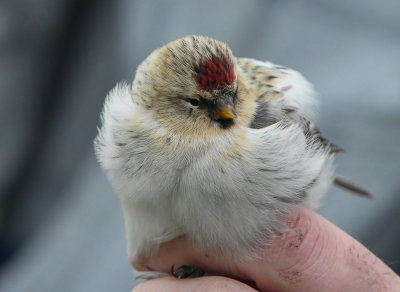 snsiska - Arctic Redpoll (Carduelis hornemanni)