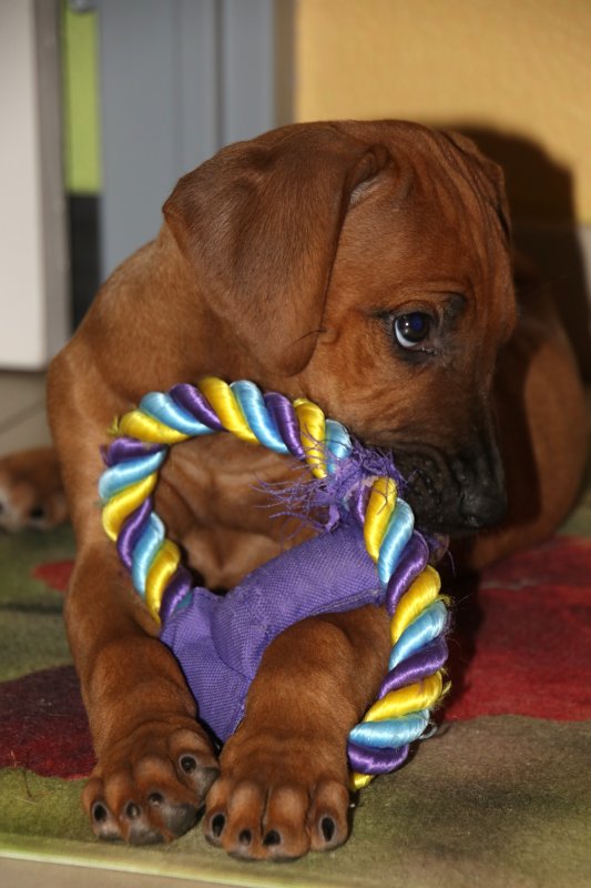 Ce petit joujou en corde ne va pas me rsister bien longtemps! - This little toy wont take much more!