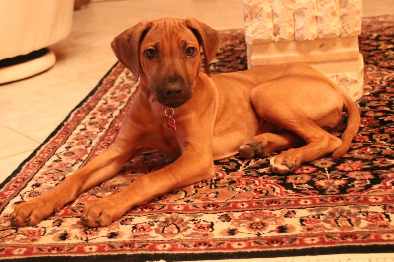 Dans la peau dun clbre Sphinx  :-) - I take the posture like the famous Sphinx !  :-)