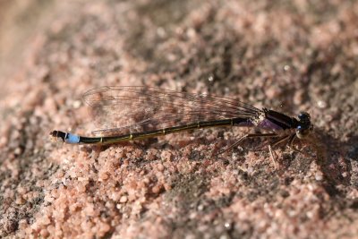 Ischnure élégante femelle immature