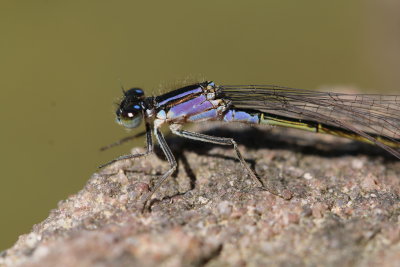 Ischnura elegans - Agrion élégant