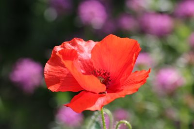 Poppies are coming back in the fields for my greatest joy!