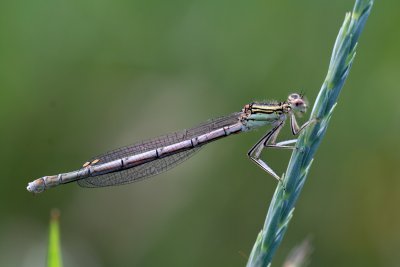 IMG_8467
