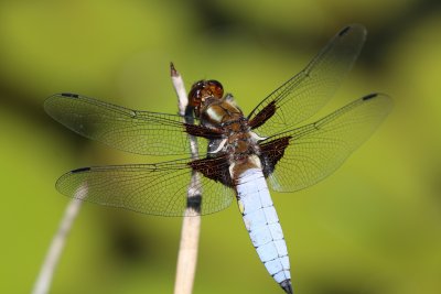 Libellule déprimée mâle on my pond - Libellula Depressa male on my pond