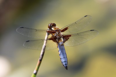IMG_9052