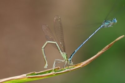 Accouplement d'ischnures élégants - Ischnura elegans mating