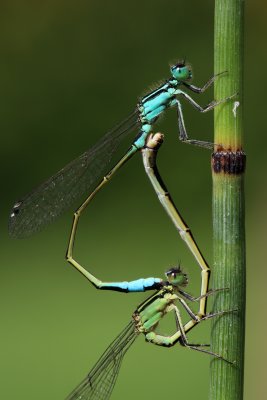 Ischnura elegans mating is very long, it can last eight hours.