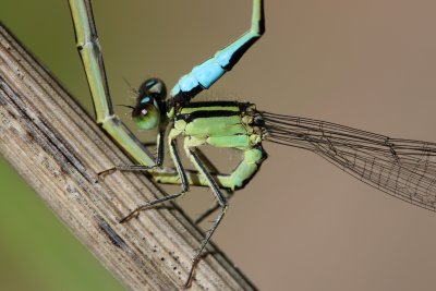 Pendant l'accouplement, le mâle attrape la femelle par la tête grâce à des appendices qu'il porte à l'arrière du corps
