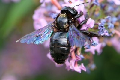 L'abeille charpentire est une abeille solitaire noire aux reflets mtalliques qui butine de fleurs en fleurs en t