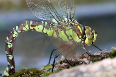 Aeschne bleue en ponte dans mon bassin - Aeshna cyanea laying in my pond