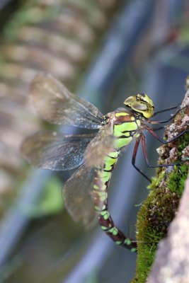 Aeschne bleue en ponte dans mon bassin - Aeshna cyanea laying in my pond