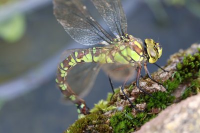 Aeschne bleue en ponte dans mon bassin - Aeshna cyanea laying in my pond