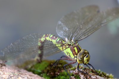 Aeschne bleue en ponte dans mon bassin - Aeshna cyanea laying in my pond