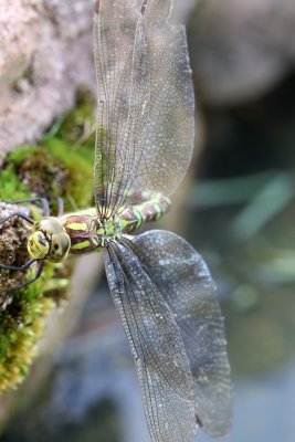 Aeschne bleue en ponte dans mon bassin - Aeshna cyanea laying in my pond