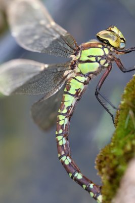 Aeschne bleue en ponte dans mon bassin - Aeshna cyanea laying in my pond