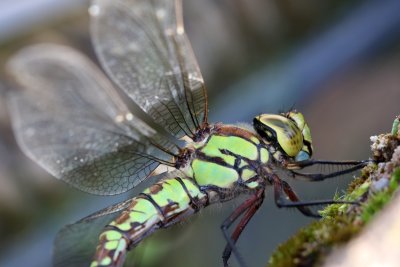 Aeschne bleue en ponte dans mon bassin - Aeshna cyanea laying in my pond