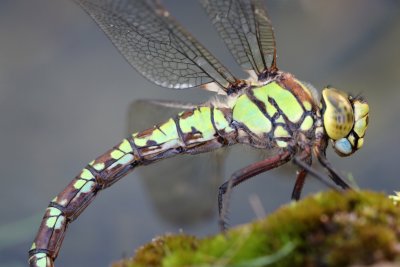 Aeschne bleue en ponte dans mon bassin - Aeshna cyanea laying in my pond