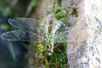 Aeschne bleue en ponte dans mon bassin - Aeshna cyanea laying in my pond