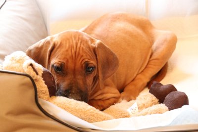 Mon coussin est bien douillet - My cushion is very comfortable