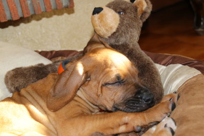 Moi je dors dans les bras de nounours -  I'm sleeping in my teddy bear arms