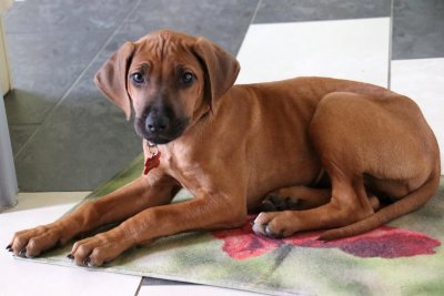 Je prend la pose sur mon tapis prfr - I take the pose on my favorite carpet