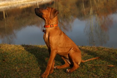 J'attend une friandise car j'ai bien obéi - I wait patiently my reward because I have so well obeyed