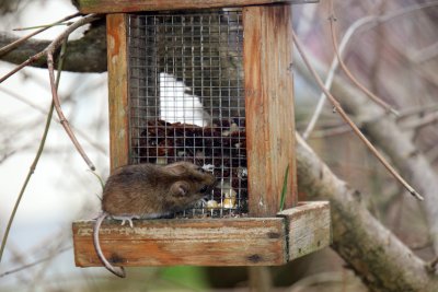 Scoop du week-end : Une petite souris s'invite sur la mangeoire des oiseaux de notre jardin