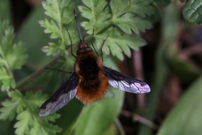 Le bombyle est une mouche d'1cm. Il butine les fleurs  l'aide de sa grande trompe en vol stationnaire comme les colibris.